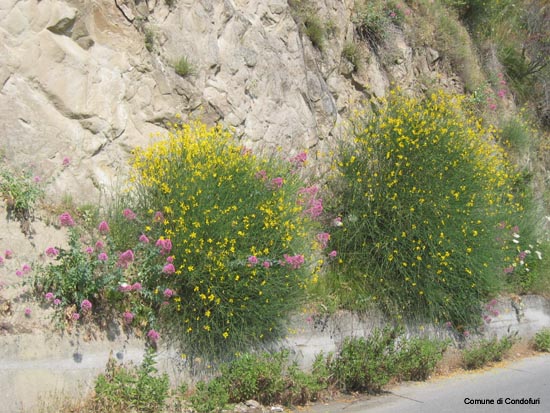 Ginestra