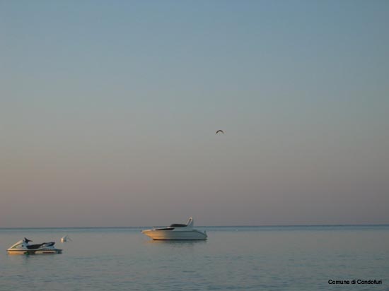Mare Alba con gabbiano