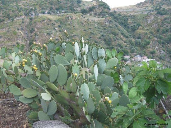 fichi d'india fioritura
