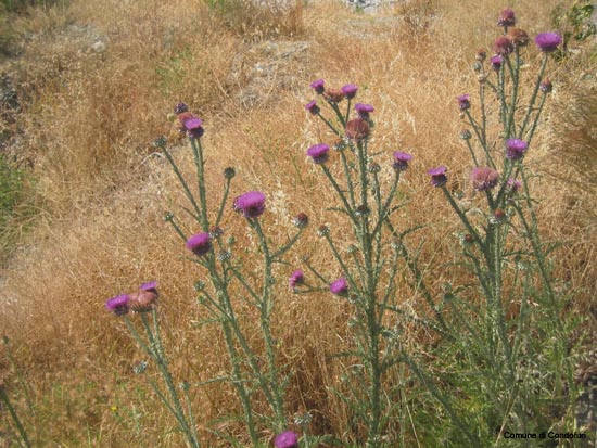 fiori spontanei