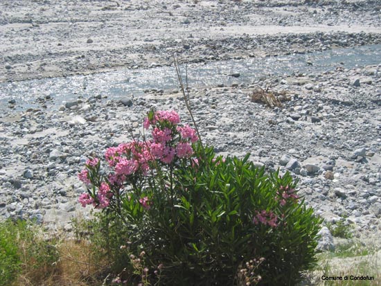 fiumara