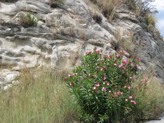 roccia ed oleandro