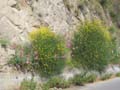 Ginestra