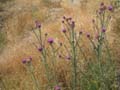 fiori spontanei