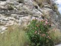 roccia ed oleandro